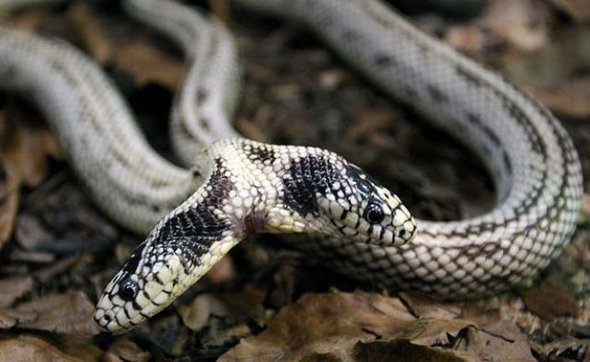 two headed snakes 07 in Two Headed Snakes   Strange Creatures