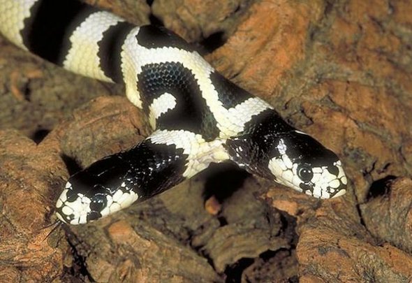 two headed snakes 08 in Two Headed Snakes   Strange Creatures