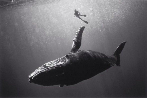 Underwater Photography by Wayne Levin