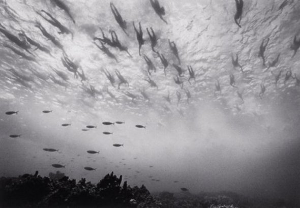 Underwater Photography by Wayne Levin