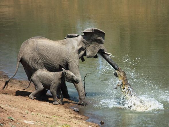 ng photos 15 in Best News Photos of 2010   From National Geographic