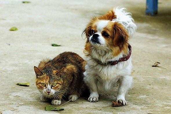 21 Adorable Cat and Dog Photography