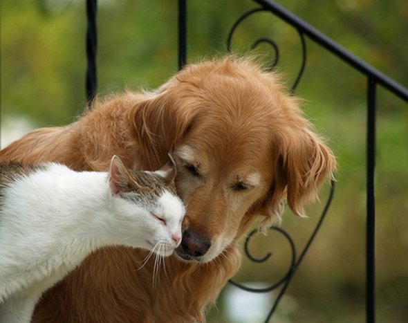 21 Adorable Cat and Dog Photography