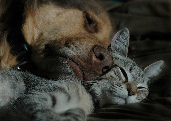 21 adorable cat and dog photography 07 in 21 Adorable Cat and Dog Photography