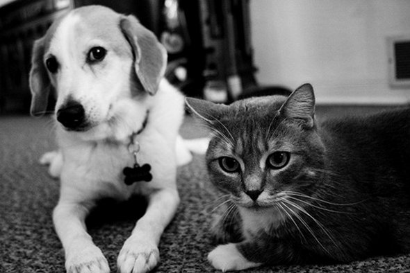 21 adorable cat and dog photography 08 in 21 Adorable Cat and Dog Photography