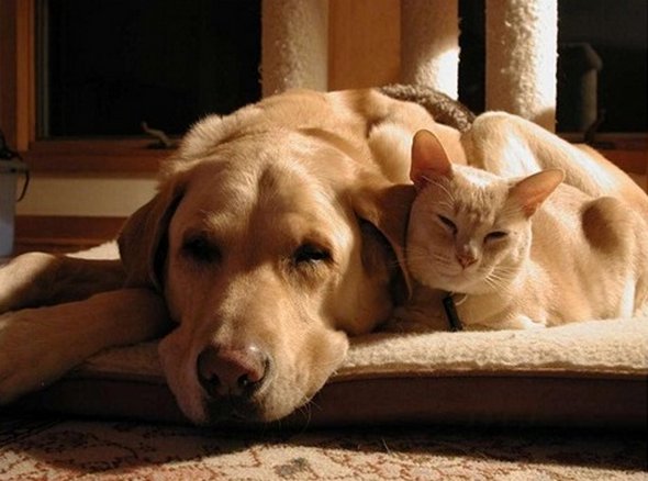 21 adorable cat and dog photography 12 in 21 Adorable Cat and Dog Photography