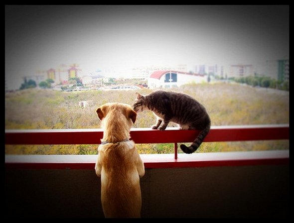 21 adorable cat and dog photography 16 in 21 Adorable Cat and Dog Photography