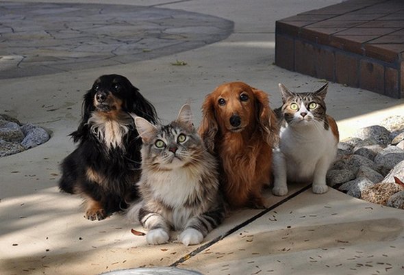 21 adorable cat and dog photography 19 in 21 Adorable Cat and Dog Photography