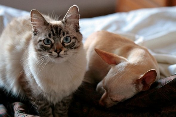 21 adorable cat and dog photography 21 in 21 Adorable Cat and Dog Photography