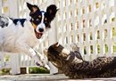 21 Adorable Cat and Dog Photography