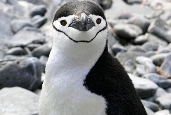 31 best antarctica photos 11 in 31 Best Antarctica Photos
