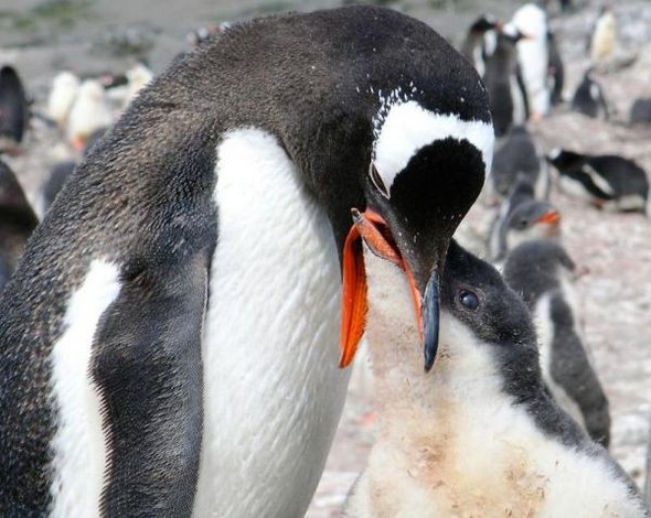 31 best antarctica photos 12 in 31 Best Antarctica Photos