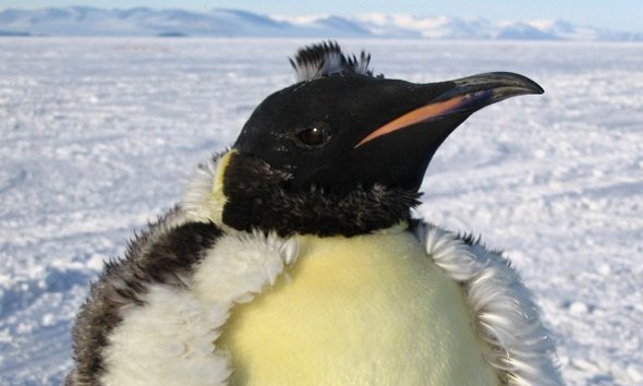 31 best antarctica photos 15 in 31 Best Antarctica Photos