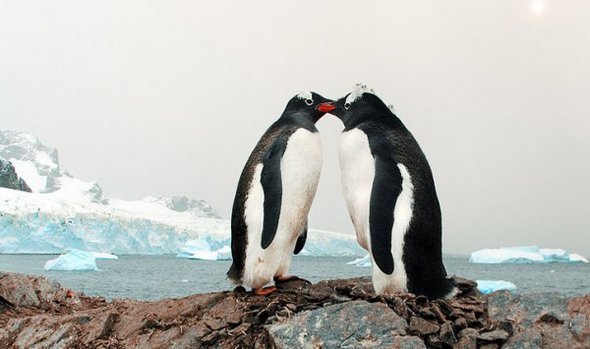 31 best antarctica photos 21 in 31 Best Antarctica Photos