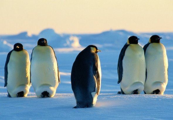 31 best antarctica photos 22 in 31 Best Antarctica Photos