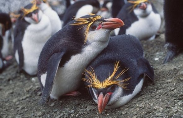 31 best antarctica photos 25 in 31 Best Antarctica Photos