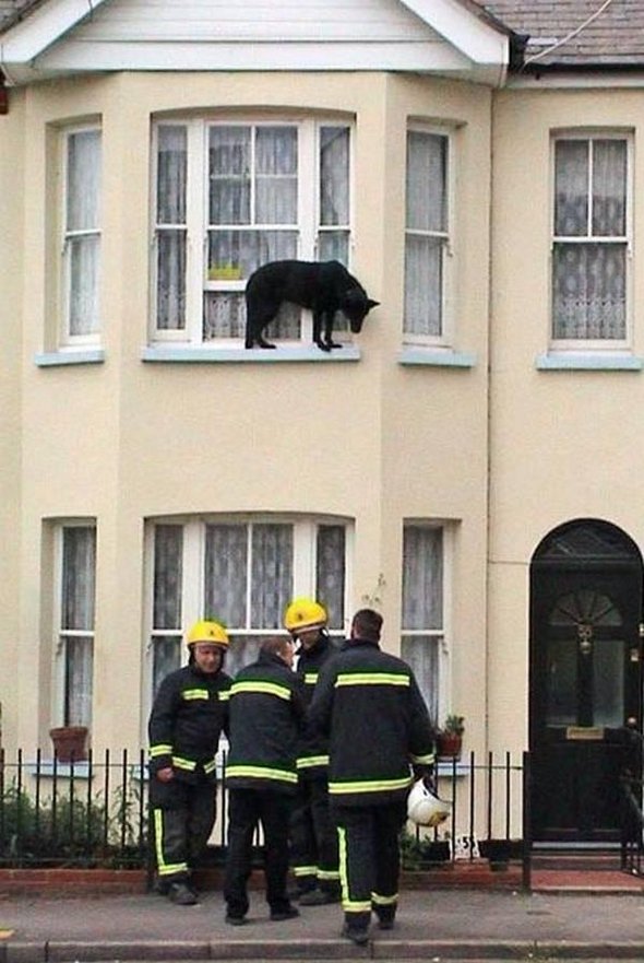 animals stuck 18 in Animals Stuck in Unexpected Places 