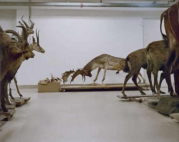 mounted life 10 in Stunning Taxidermy Photography of Mounted Life