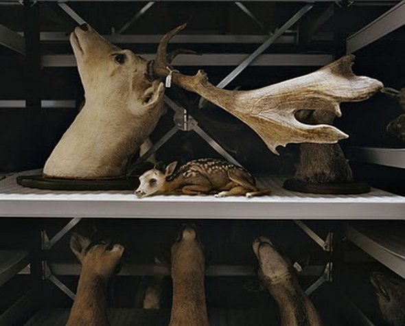 mounted life 13 in Stunning Taxidermy Photography of Mounted Life