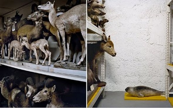 mounted life 23 in Stunning Taxidermy Photography of Mounted Life