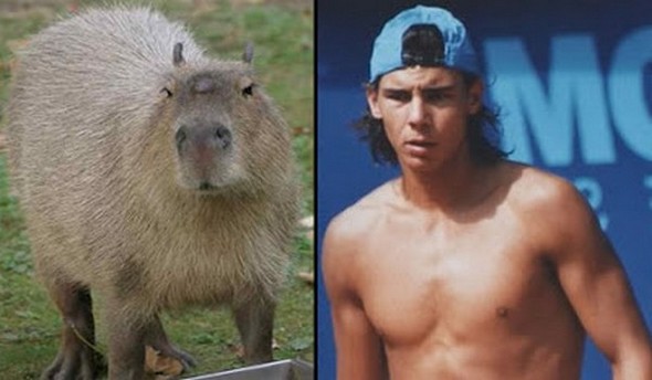 capybaras that look like rafael nadal 02 in Capybaras That Look Like Rafael Nadal