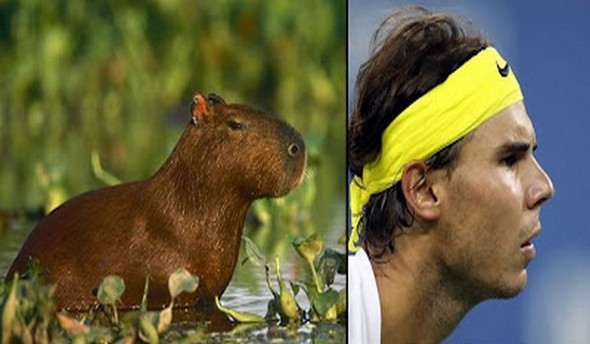 capybaras that look like rafael nadal 03 in Capybaras That Look Like Rafael Nadal