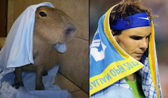 capybaras that look like rafael nadal 08 in Capybaras That Look Like Rafael Nadal