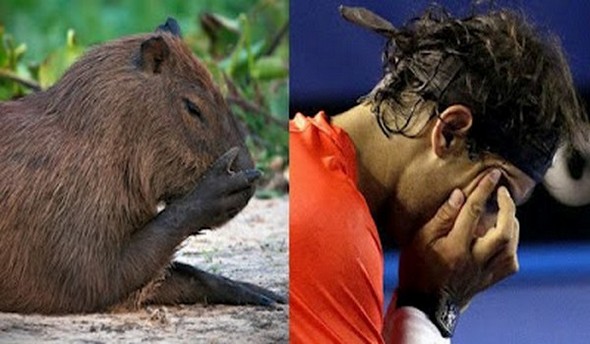 capybaras that look like rafael nadal 10 in Capybaras That Look Like Rafael Nadal
