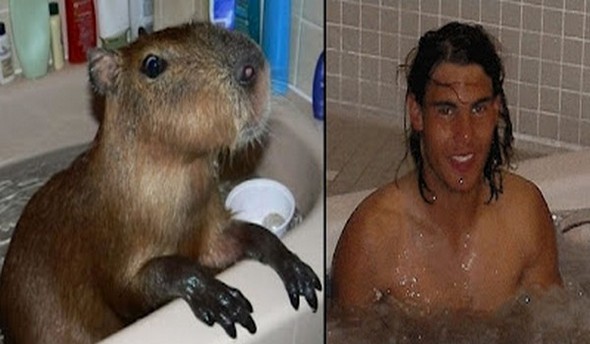 capybaras that look like rafael nadal 11 in Capybaras That Look Like Rafael Nadal