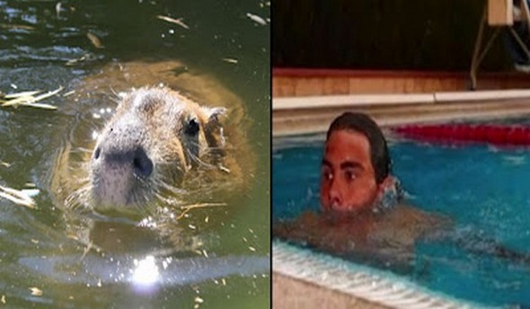 capybaras that look like rafael nadal 12 in Capybaras That Look Like Rafael Nadal