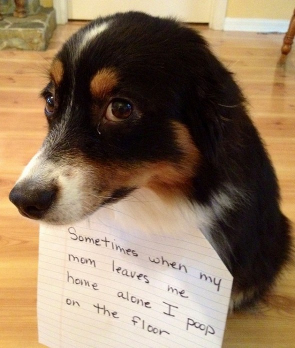 interesting dogs with messages 01 in Find Out About Top 10 Funny Messages Dog Has For You