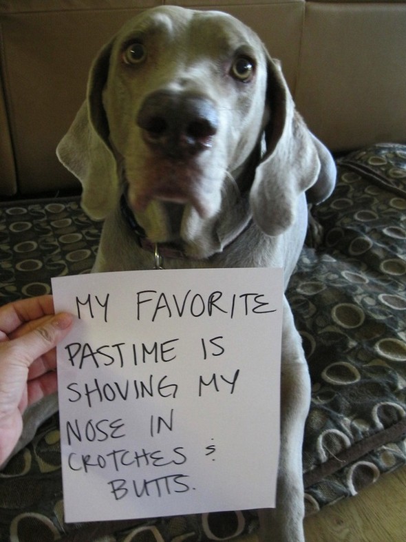 interesting dogs with messages 03 in Find Out About Top 10 Funny Messages Dog Has For You