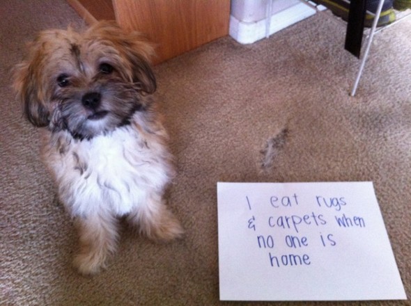 interesting dogs with messages 08 in Find Out About Top 10 Funny Messages Dog Has For You