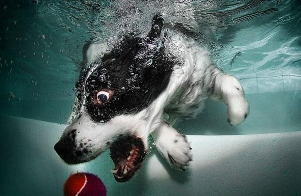 underwater dogs by seth casteel 03 in Underwater Dogs by Seth Casteel