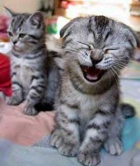laughter funny cat laugh in Laughter