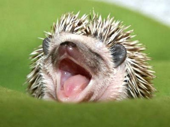 funny and cute hedgehog 07 in Funny and Cute Hedgehogs