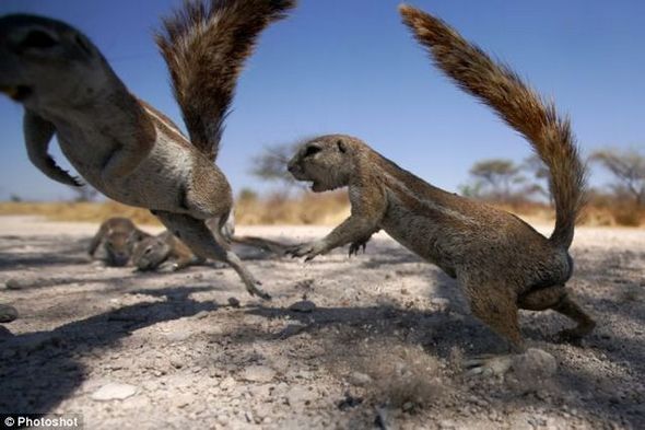 funny fighting squirrels 02 in Kung Fu Fighting Squirrels