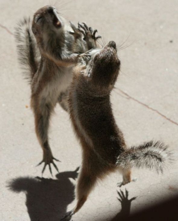 funny fighting squirrels 05 in Kung Fu Fighting Squirrels