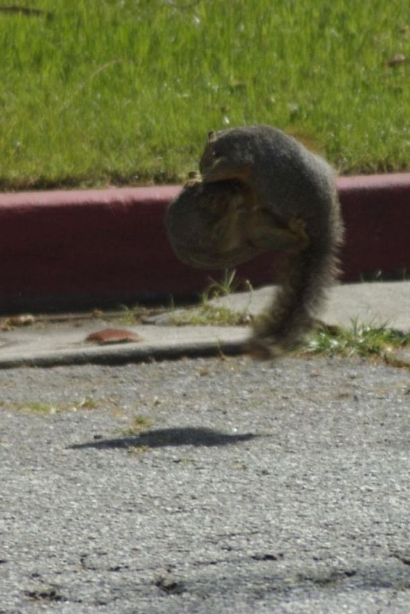 funny fighting squirrels 08 in Kung Fu Fighting Squirrels