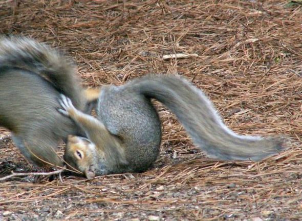 funny fighting squirrels 11 in Kung Fu Fighting Squirrels