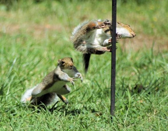 funny fighting squirrels 13 in Kung Fu Fighting Squirrels