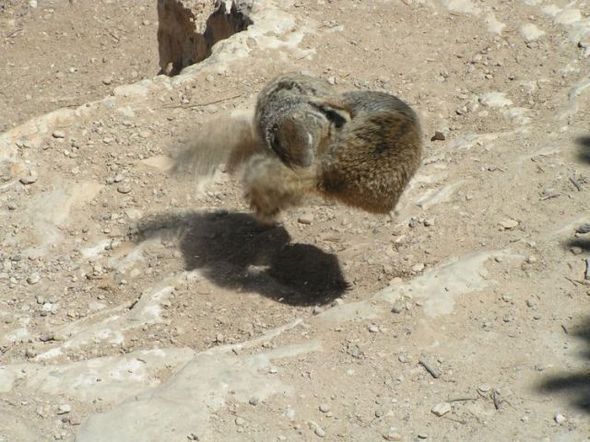 funny fighting squirrels 14 in Kung Fu Fighting Squirrels