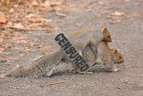funny fighting squirrels 20 in Kung Fu Fighting Squirrels