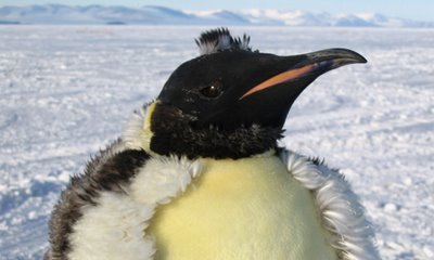 antartica pictures27 in Amazing Antarctica pictures