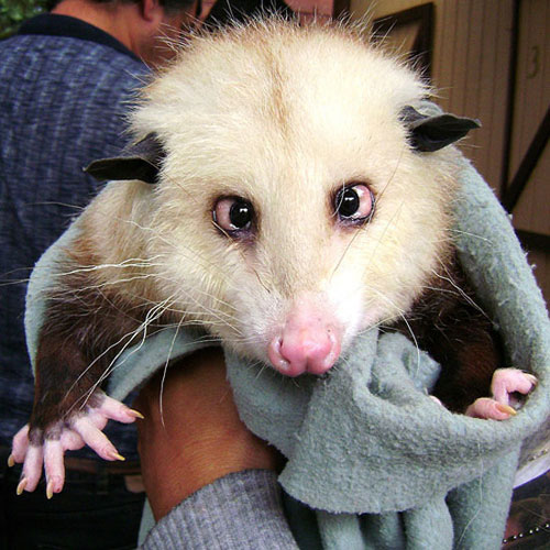 opossum in Crazy animals