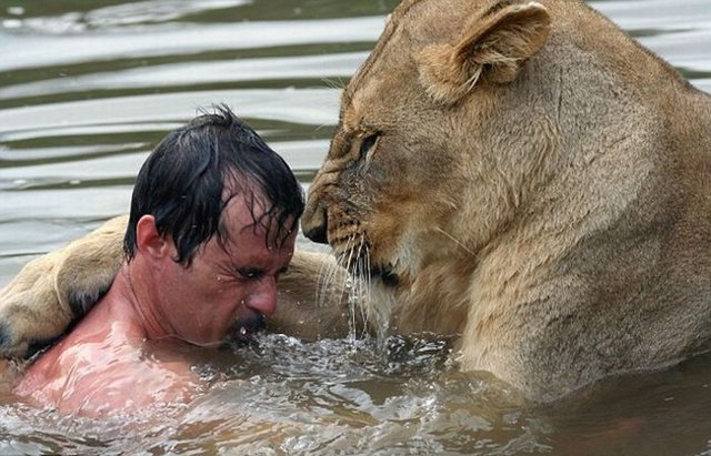 lion swim02 in Crazy swim with a lion