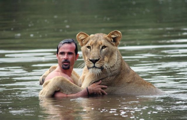 lion swim03 in Crazy swim with a lion