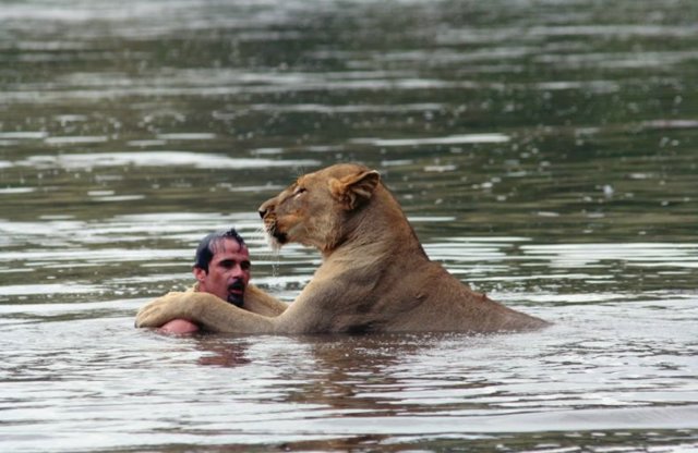 lion swim04 in Crazy swim with a lion