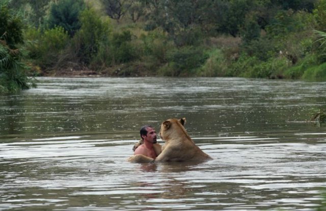 lion swim05 in Crazy swim with a lion