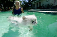 swimming cat in Dogs and Cats